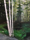 birch trees and forest