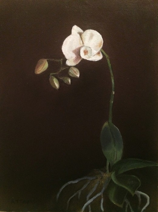 White orchid with several buds