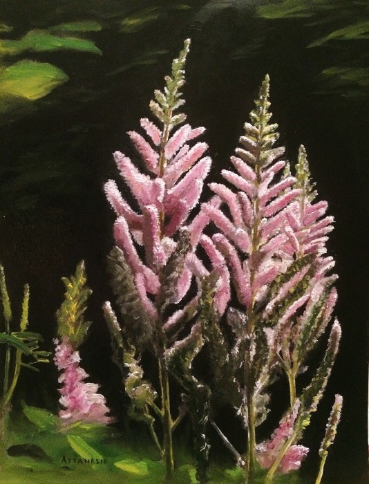 Astilbe in sunlight