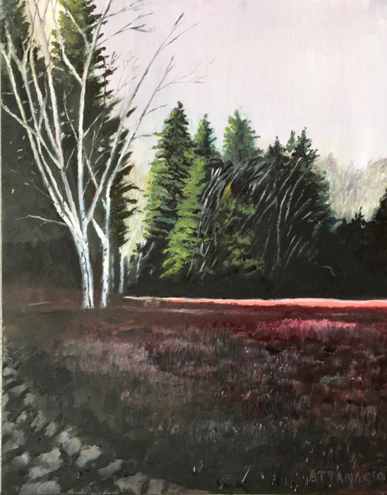 clearing in woods with ray of sunlight